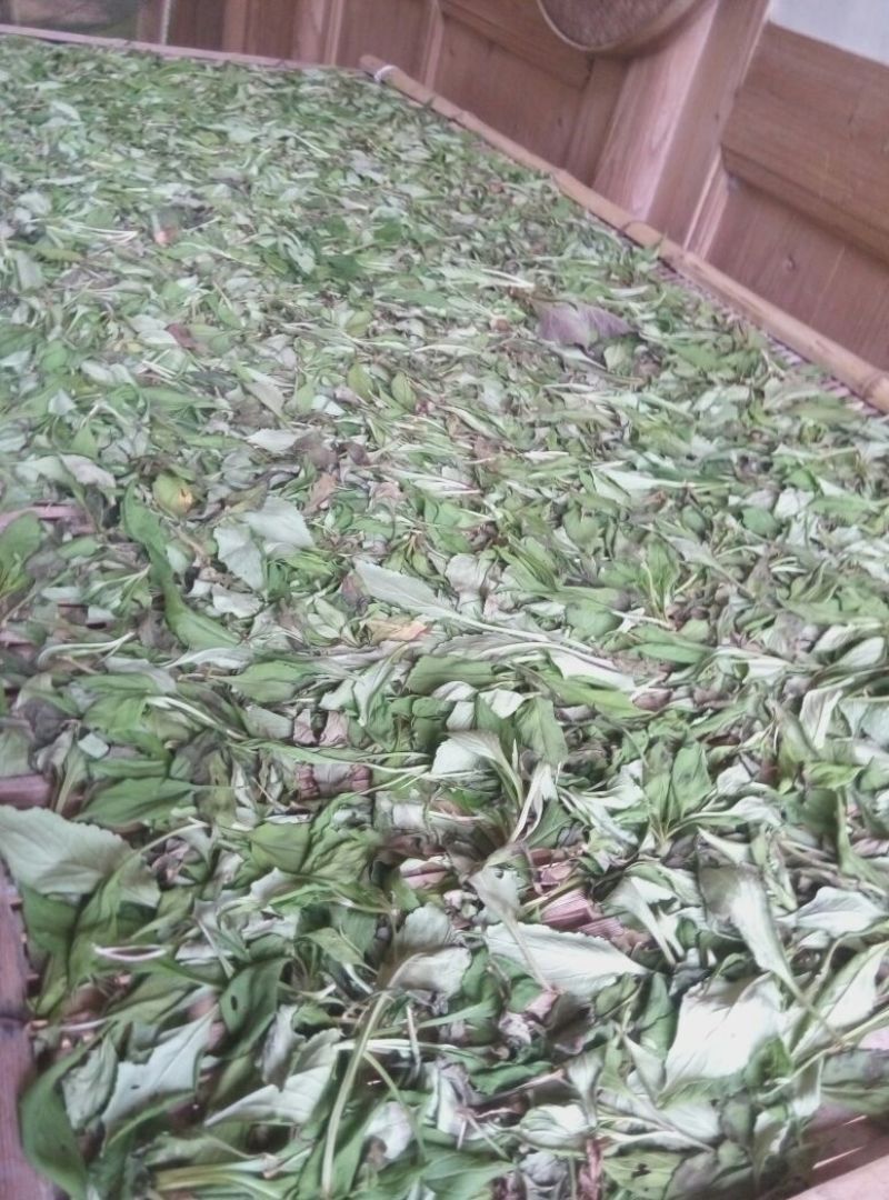 农村采摘小苦菜5~10厘米，干货