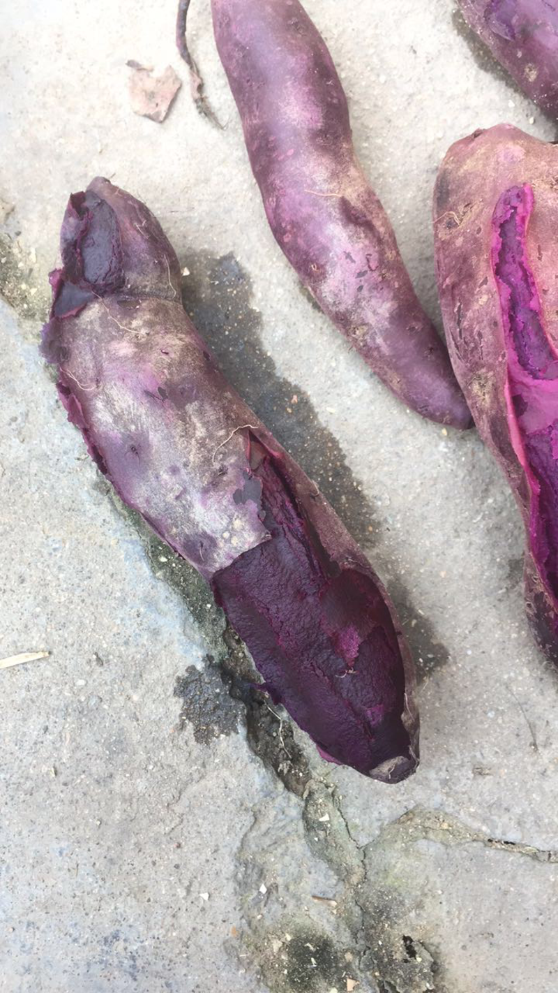 紫薯紫罗兰1两以上商品薯紫心！徐紫八号