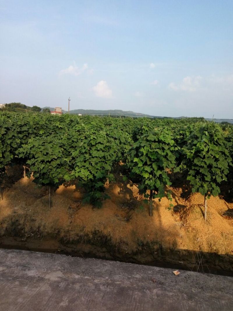 葛根无渣粉葛食材葛根菜葛