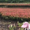 邹兴的一亩田店铺