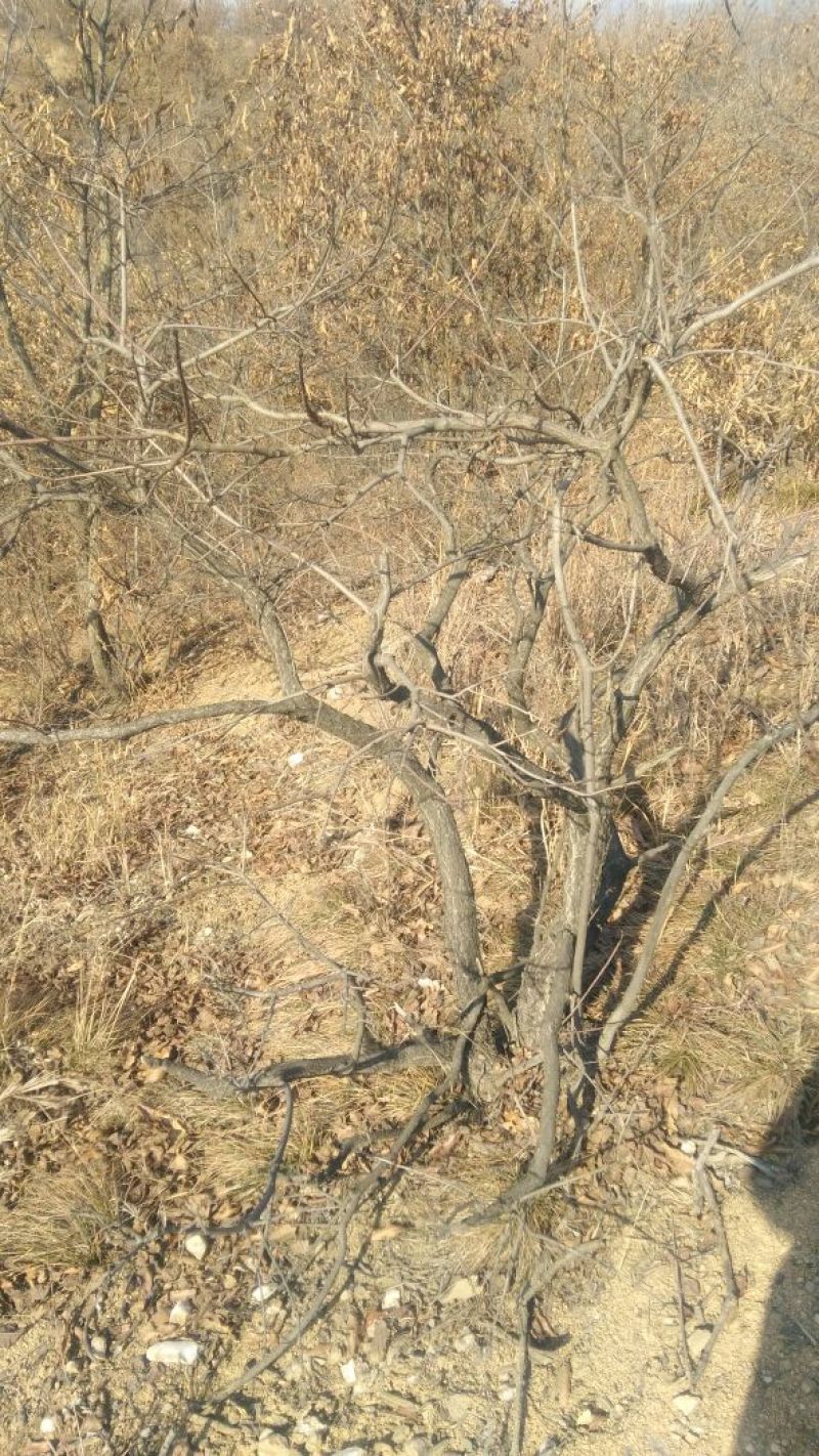 黄栌4~6cm2.5~3m