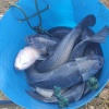 海子湖青鱼合作社的一亩田店铺