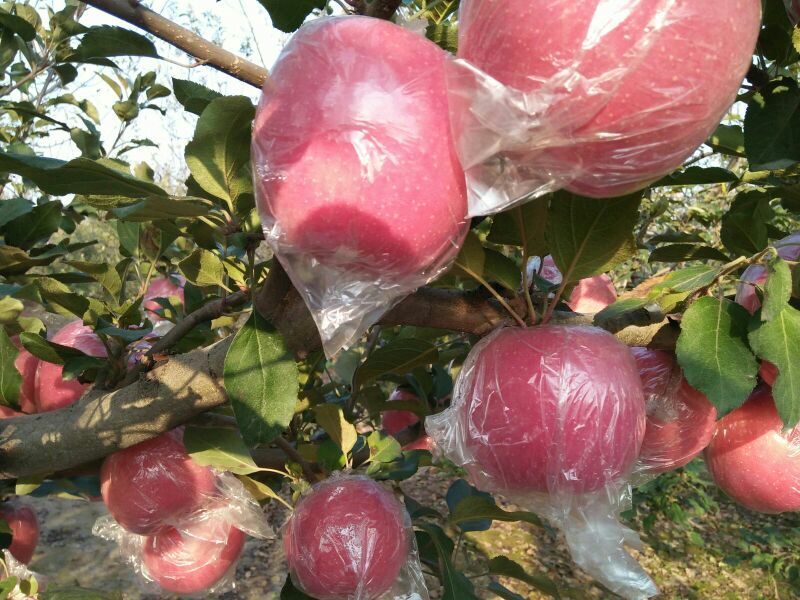 红富士苹果