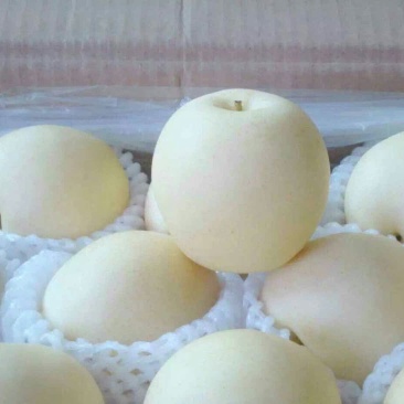 皇冠梨250~300g纸箱
