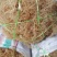 龙须菜嫩〈鹿角菜〉海石花海龙须。。