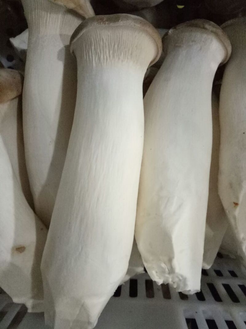 杏鲍菇特级