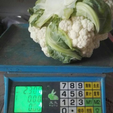 白花菜散装