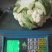 白花菜散装