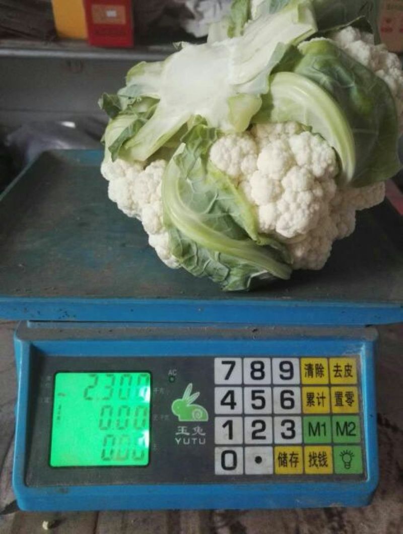 白花菜散装