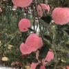 石腾飞的一亩田店铺
