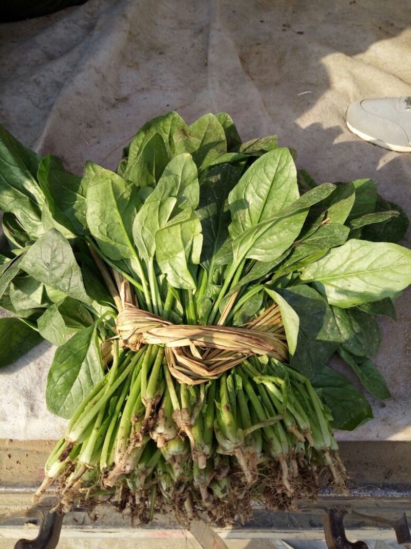 越冬菠菜25~30厘米