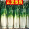胶州市胶莱镇祖港蔬菜经销站的一亩田店铺