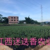 迷迭香农业的一亩田店铺