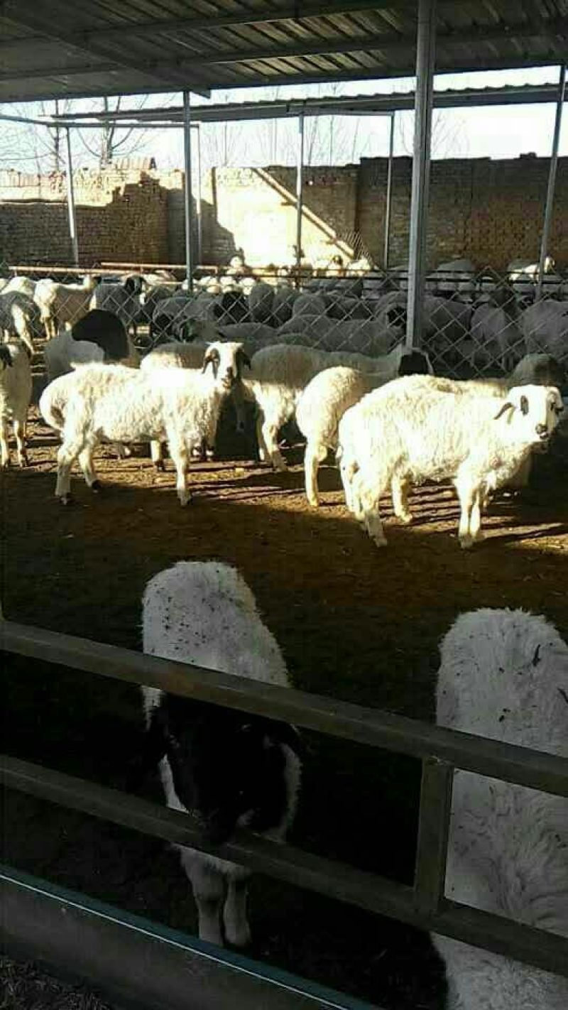 肉羊