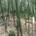 苦竹2~3m