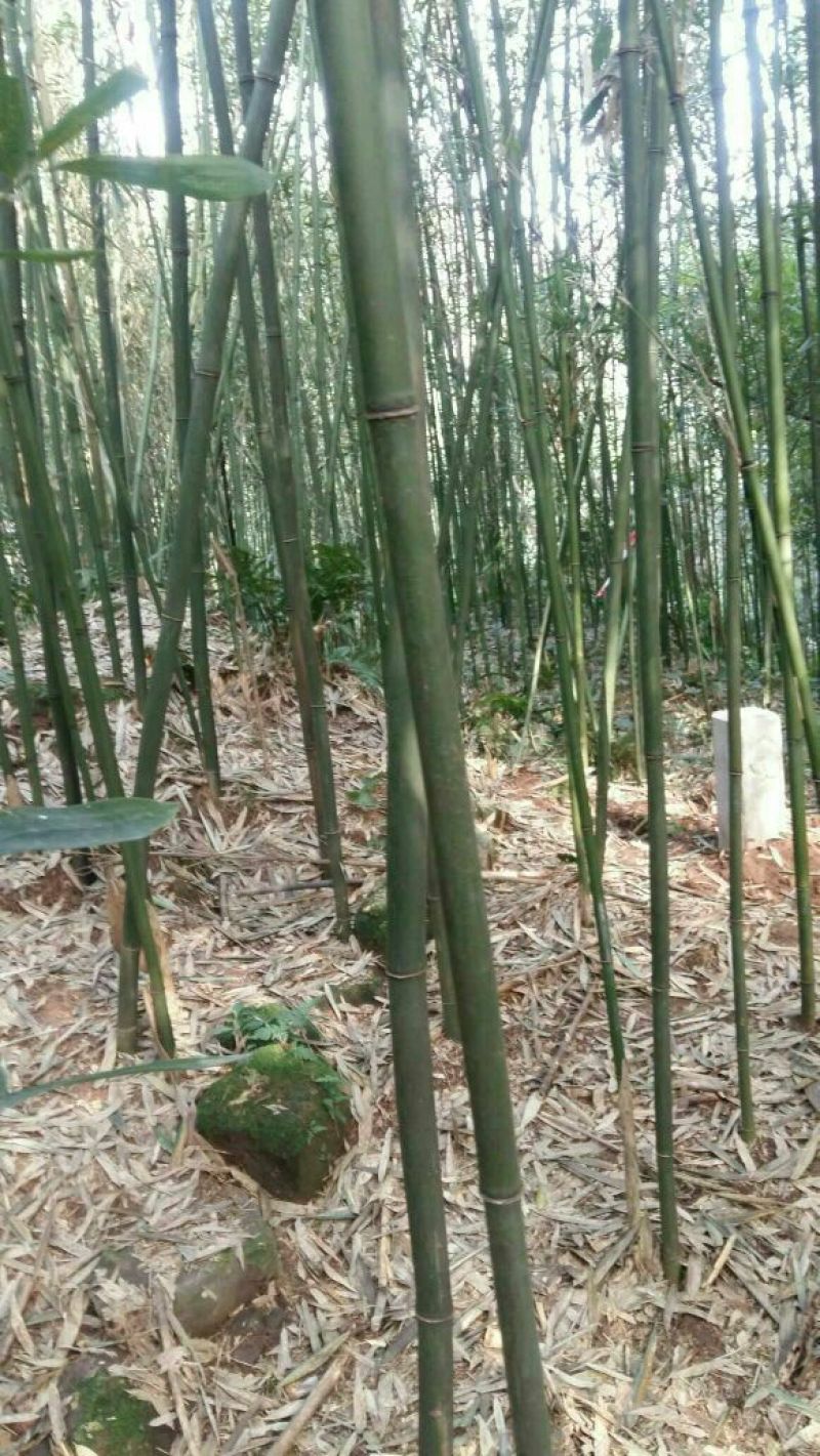 苦竹2~3m