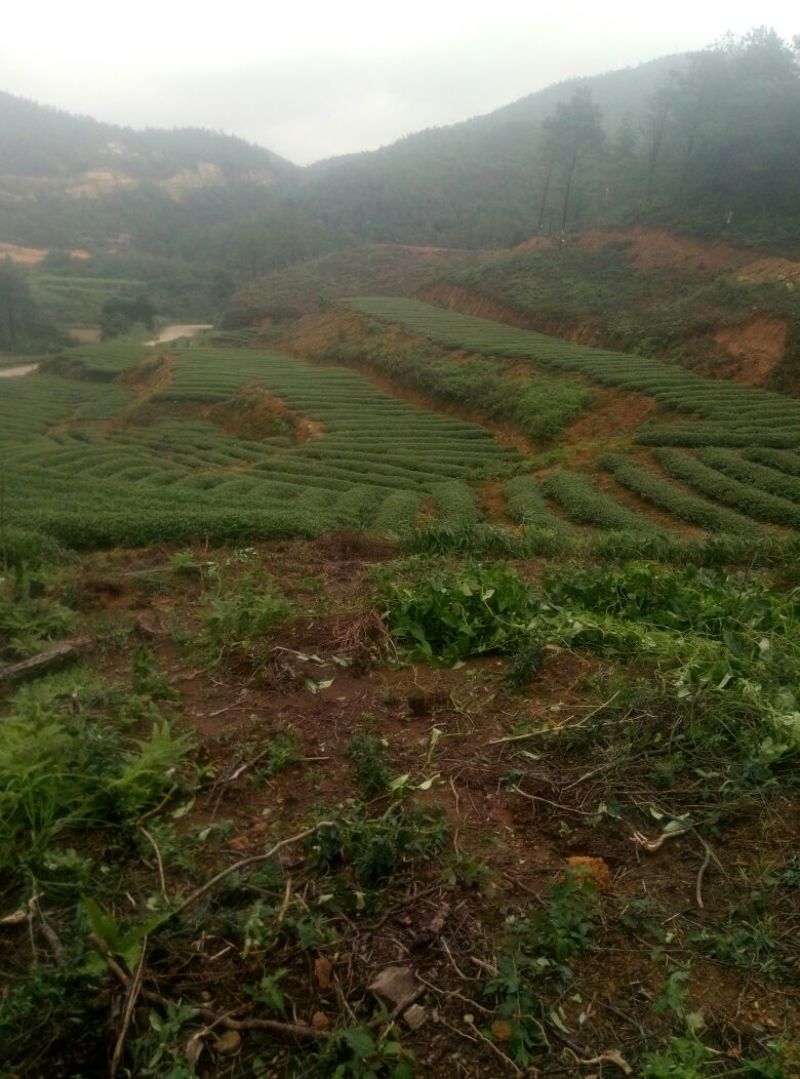 观音茶特级