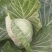 8398甘蓝0.5~1公斤