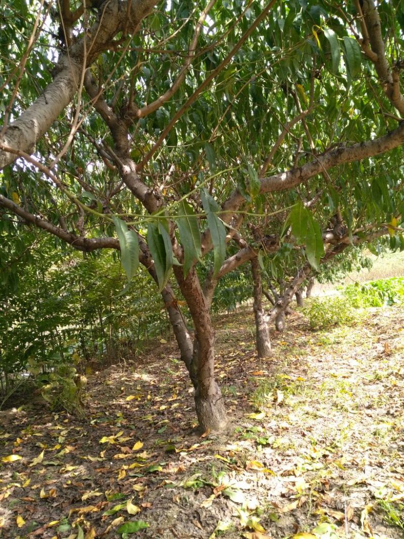 桃树8~10cm1.5~2米