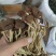 茶树菇10cm