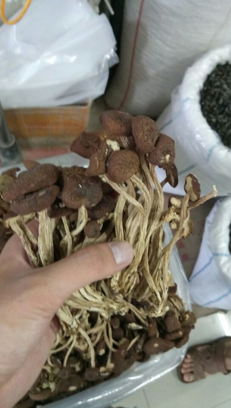 茶树菇10cm