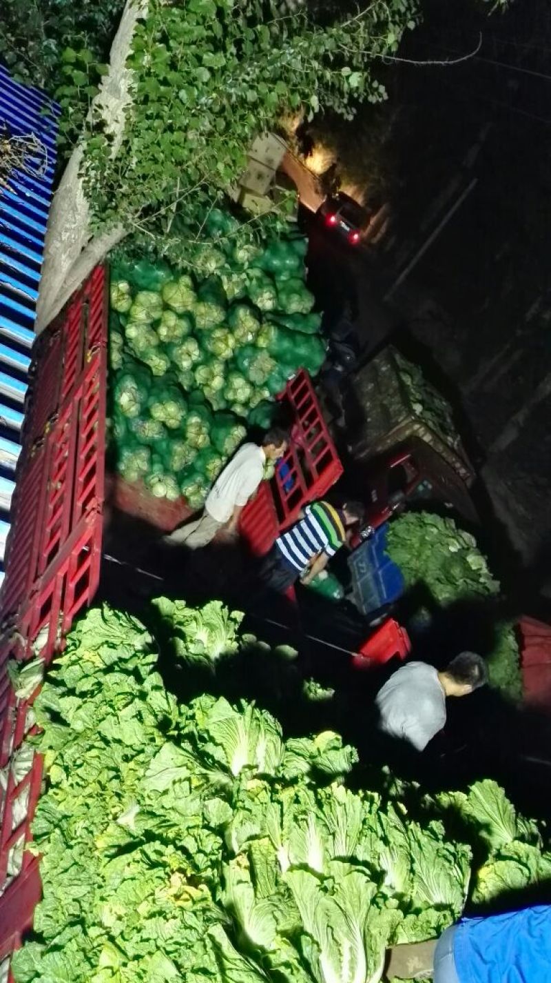 甘蓝产地直销可视频看货可打冷可代发全国