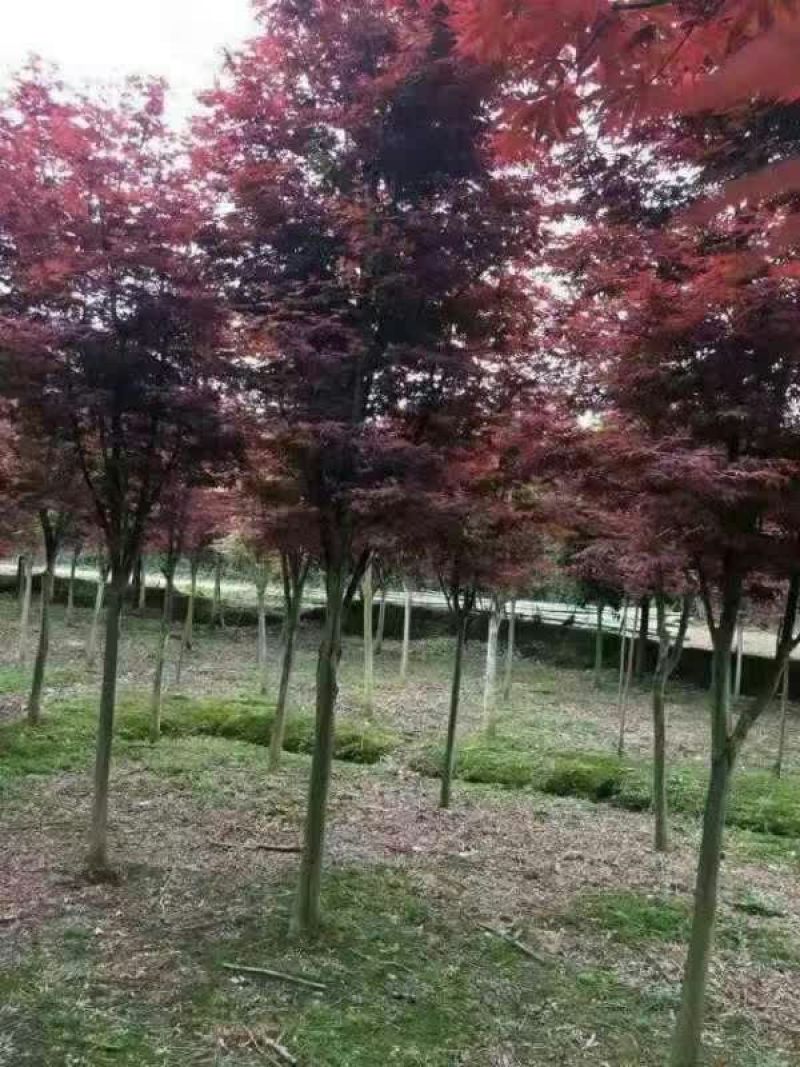红枫古桩5~10cm