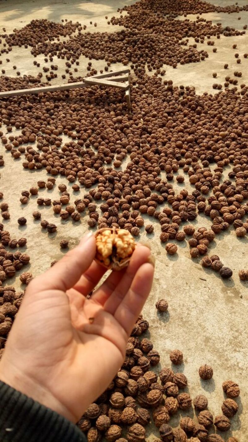 薄皮核桃30mm以上去皮干
