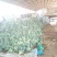 耐寒优秀西兰花0.8~1.2斤