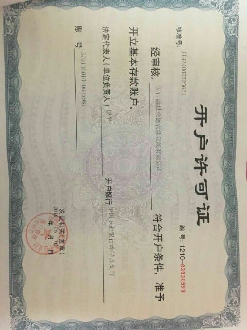 桑树苗140cm