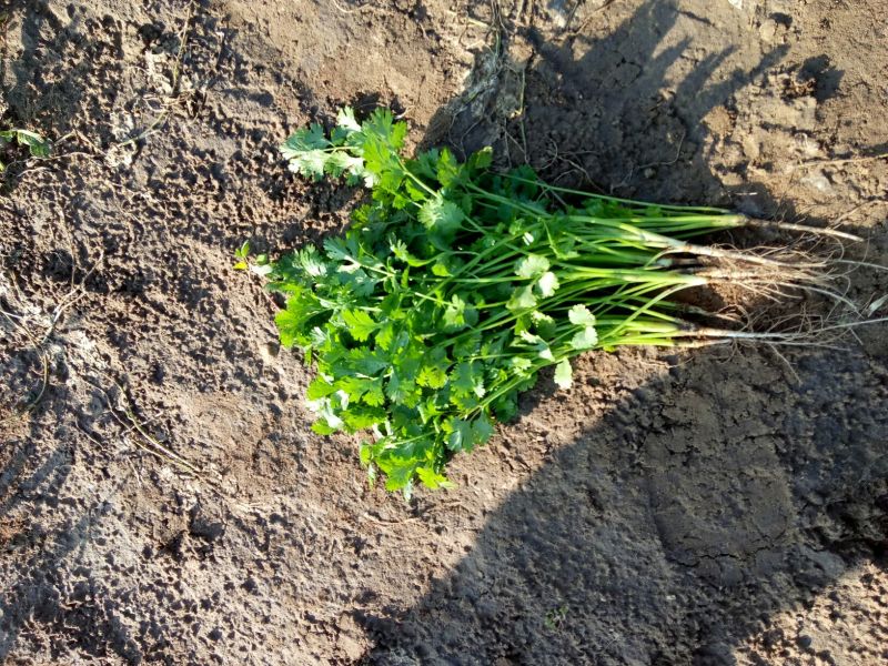 菠菜30~35厘米