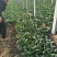 小叶菠菜20~25厘米