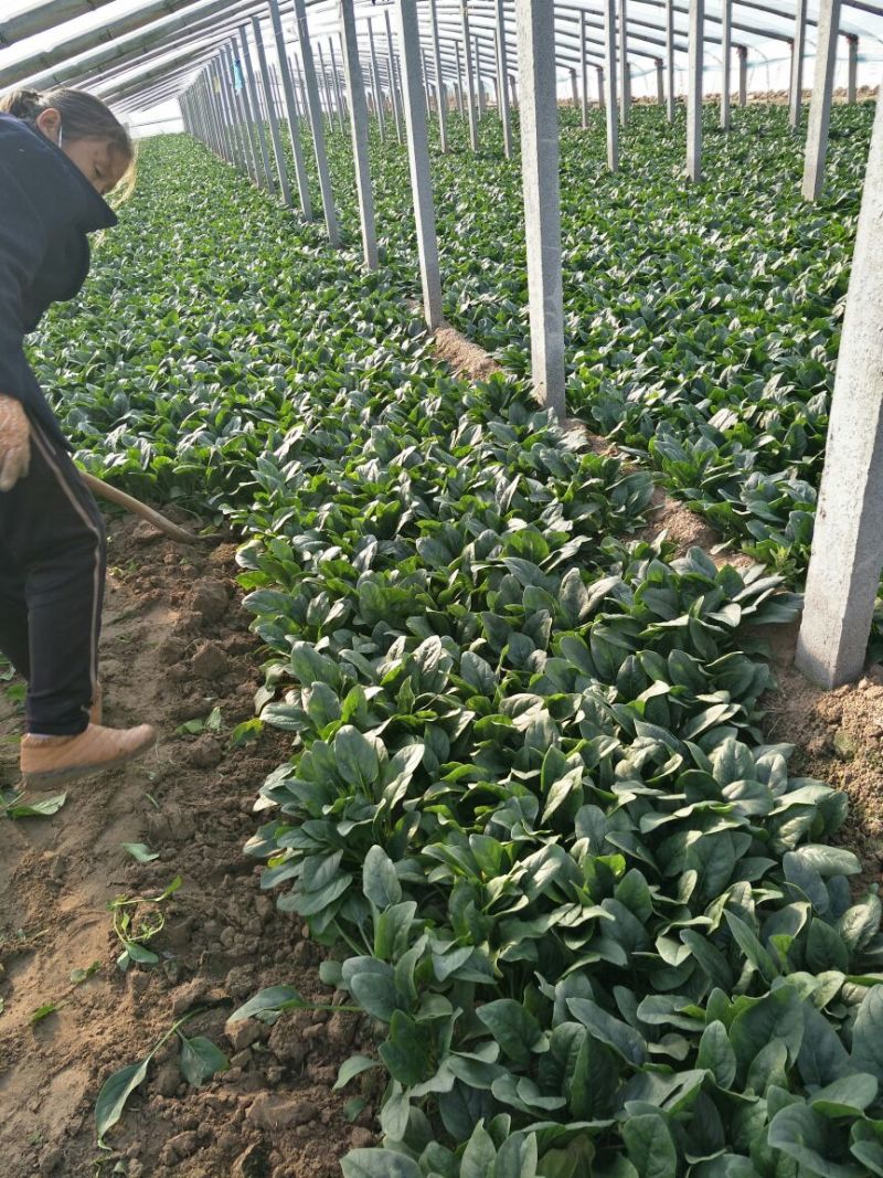 小叶菠菜20~25厘米