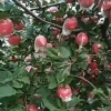 王向前的一亩田店铺