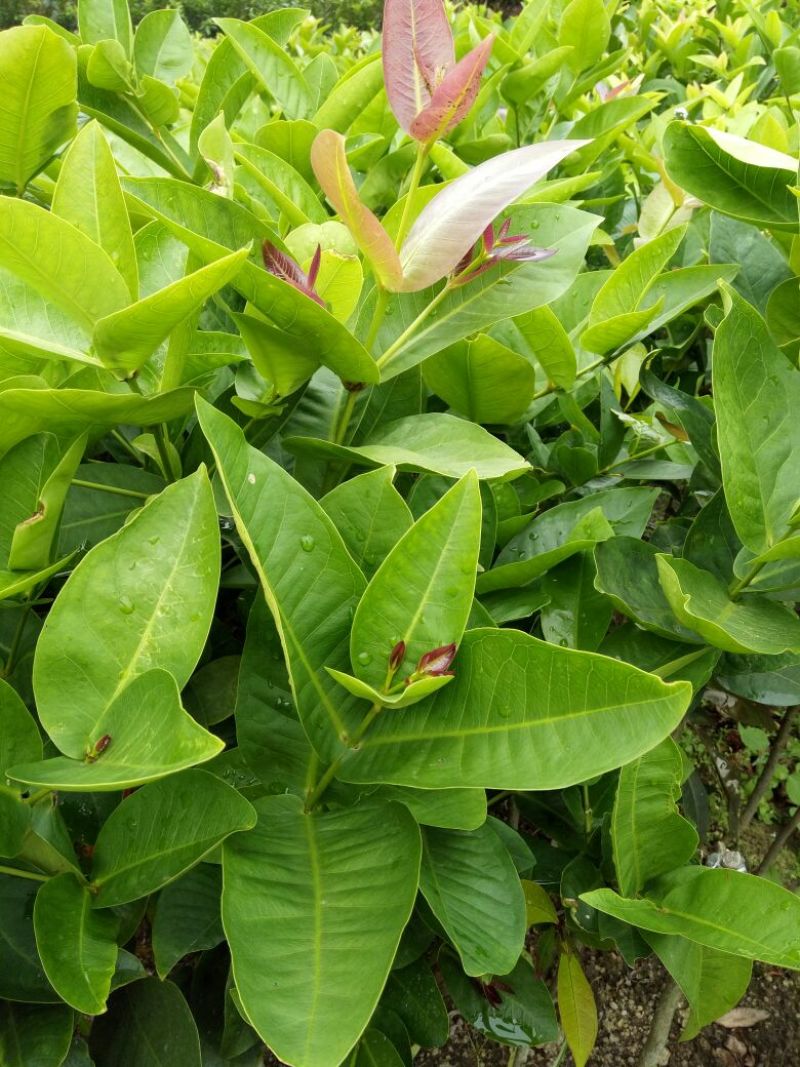 莲雾种苗