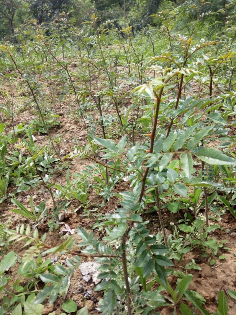 花椒苗1~2年