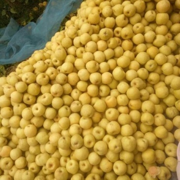 砀山梨250~300g光果