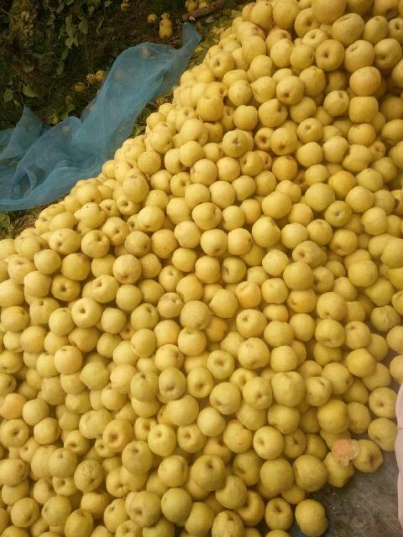 砀山梨250~300g光果