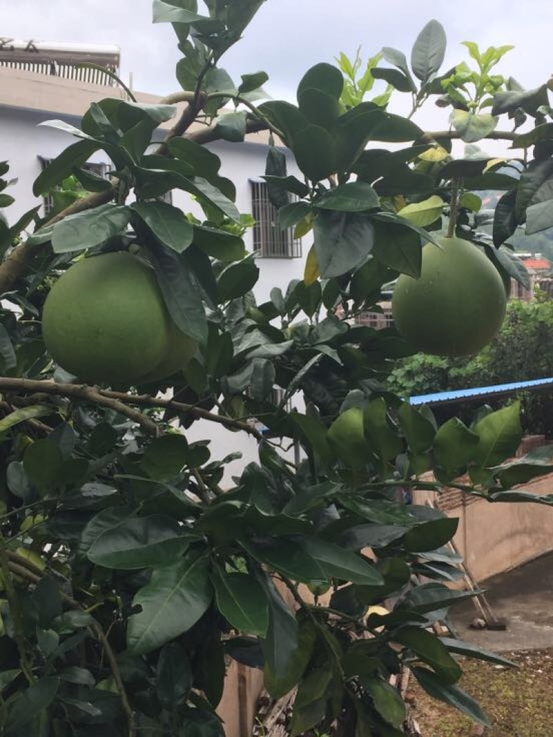 梅州蜜柚