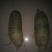 水果萝卜1~1.5斤起