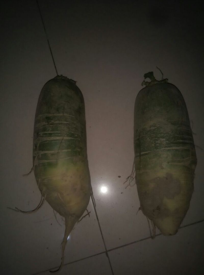 水果萝卜1~1.5斤起