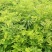 蔷薇花苗圃直销规格齐全价格优无中介