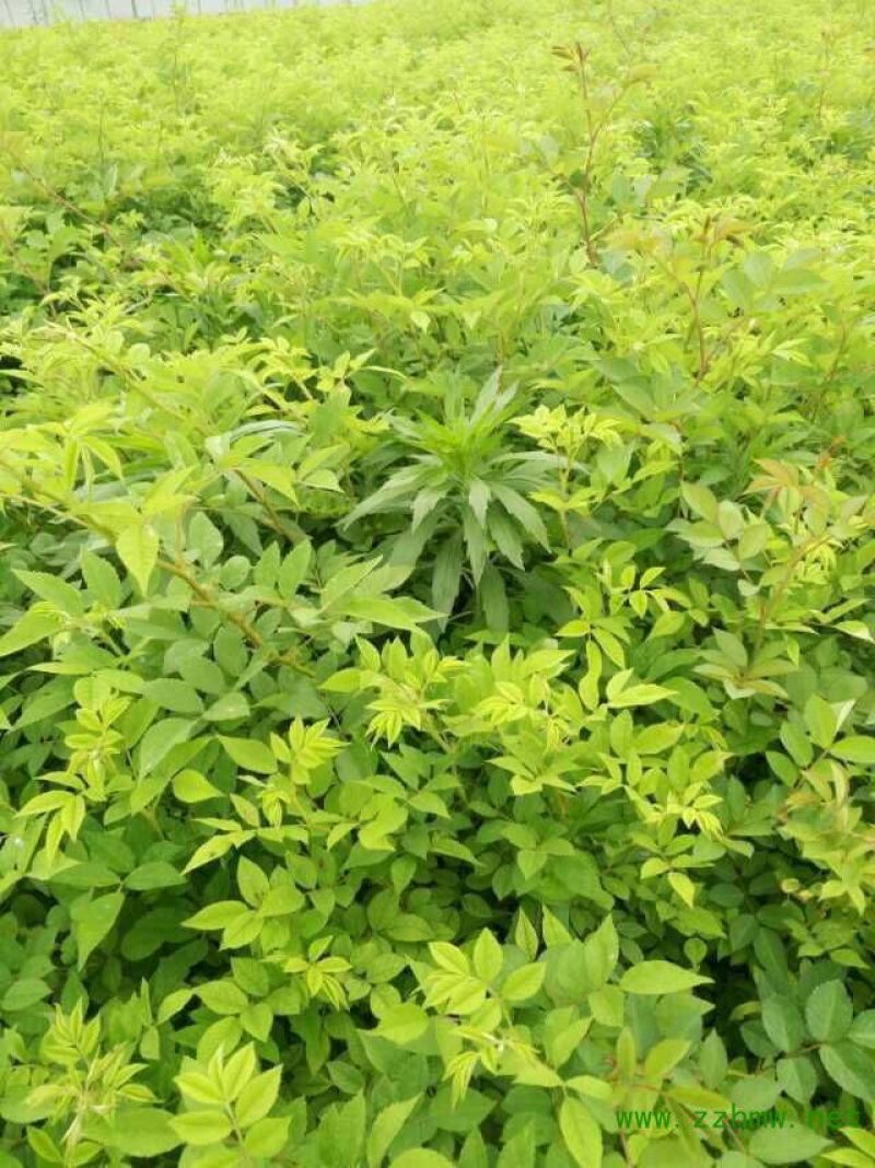 蔷薇花苗圃直销规格齐全价格优无中介