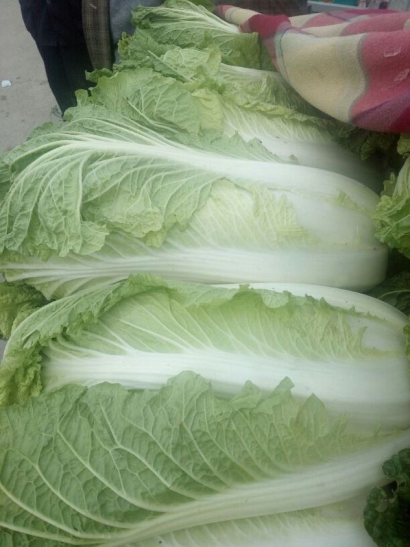 北京三号白菜，欢迎采购
