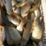 河鲤鱼食用1~2公斤