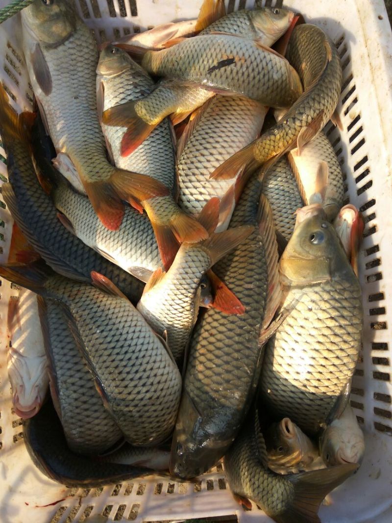 河鲤鱼食用1~2公斤