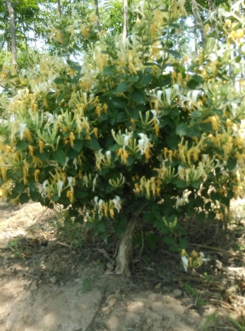 金银花
