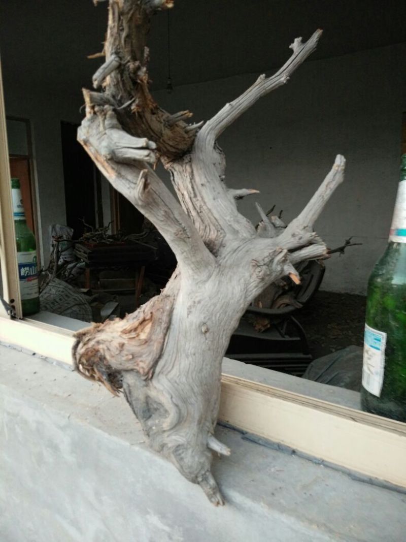 檀香木崖柏