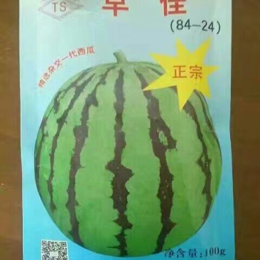西瓜苗95%以上