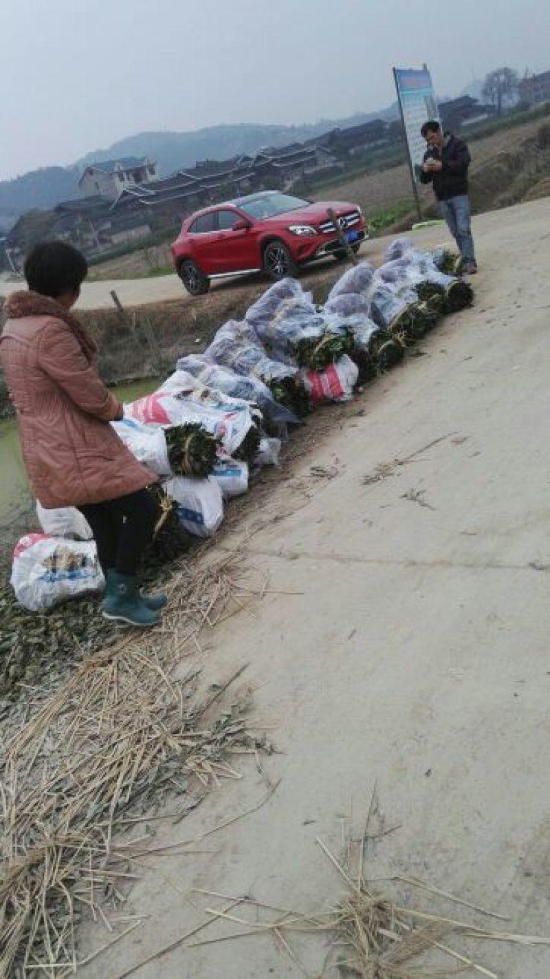 包邮嫁接杨树苗放心苗基地直供提供技术支持欢迎咨询